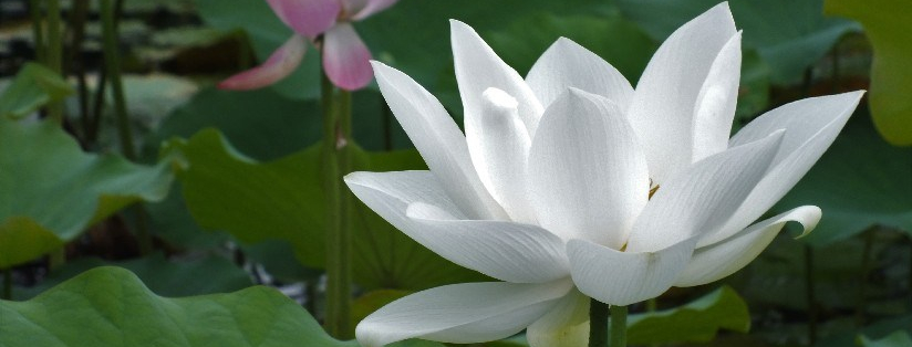 一切功德由時間所累積，一切功德由我們身體行動所成就；所以，我們要好好愛惜人身。–恭錄  證嚴上人靜思語–