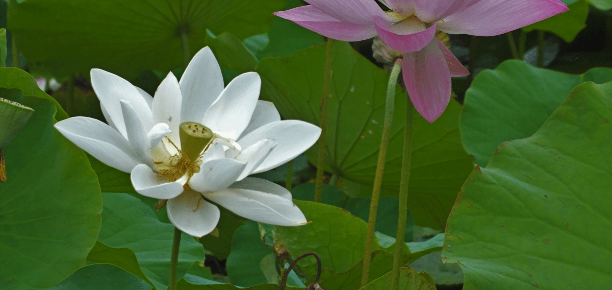 做中學，學中覺，覺中做。-恭錄        證嚴上人靜思語-